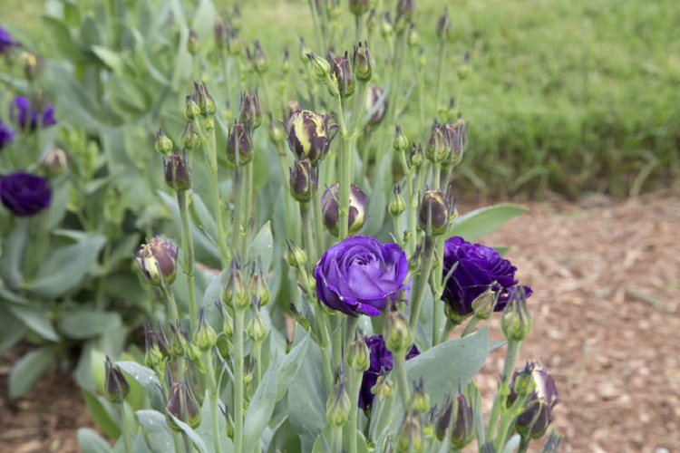 How to care for the lisianthus plant