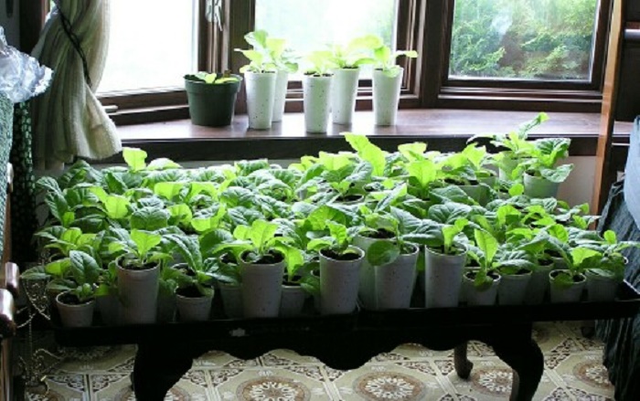How to grow tobacco at home