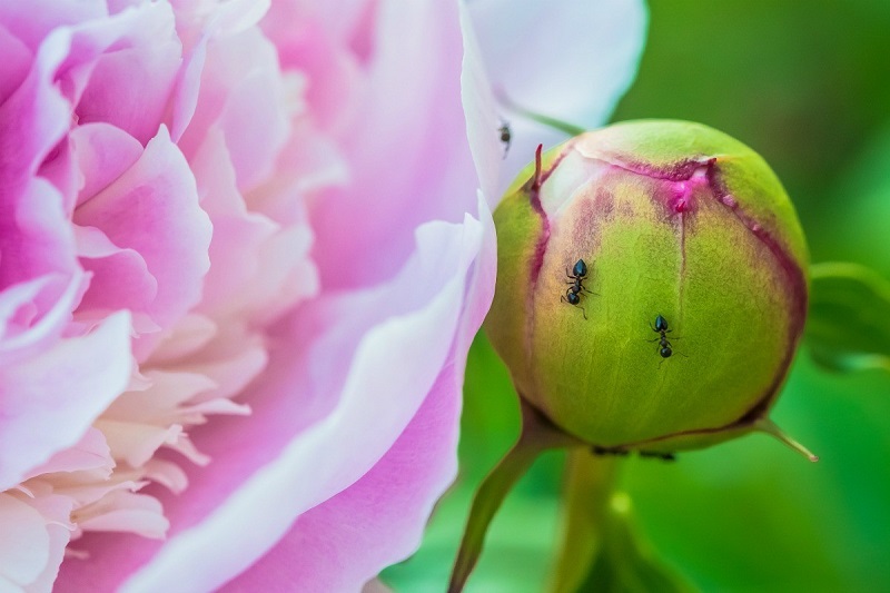 remove ants from peonies