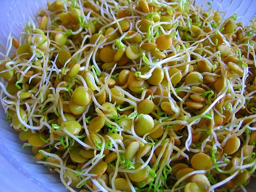 How to sprout lentils