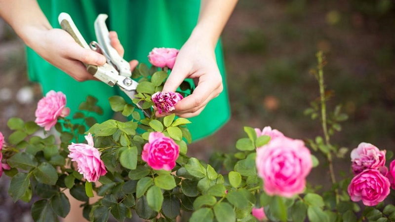The 6 rules for having a lush garden