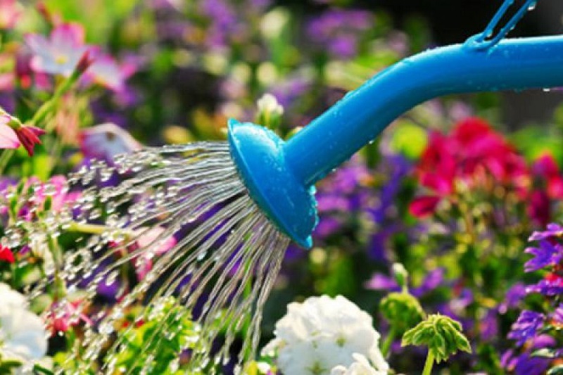 The 6 rules for having a lush garden