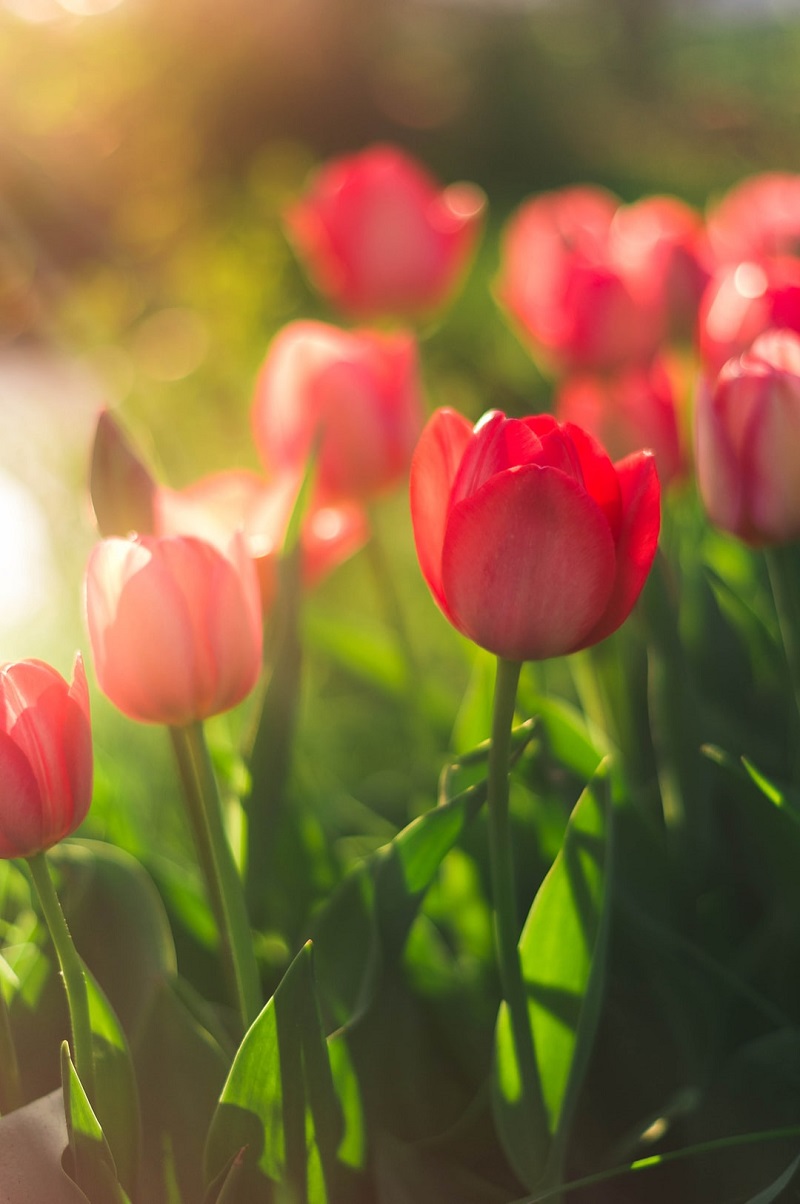 Types of tulips