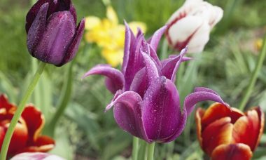 Types of tulips
