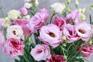 How to care for the lisianthus plant