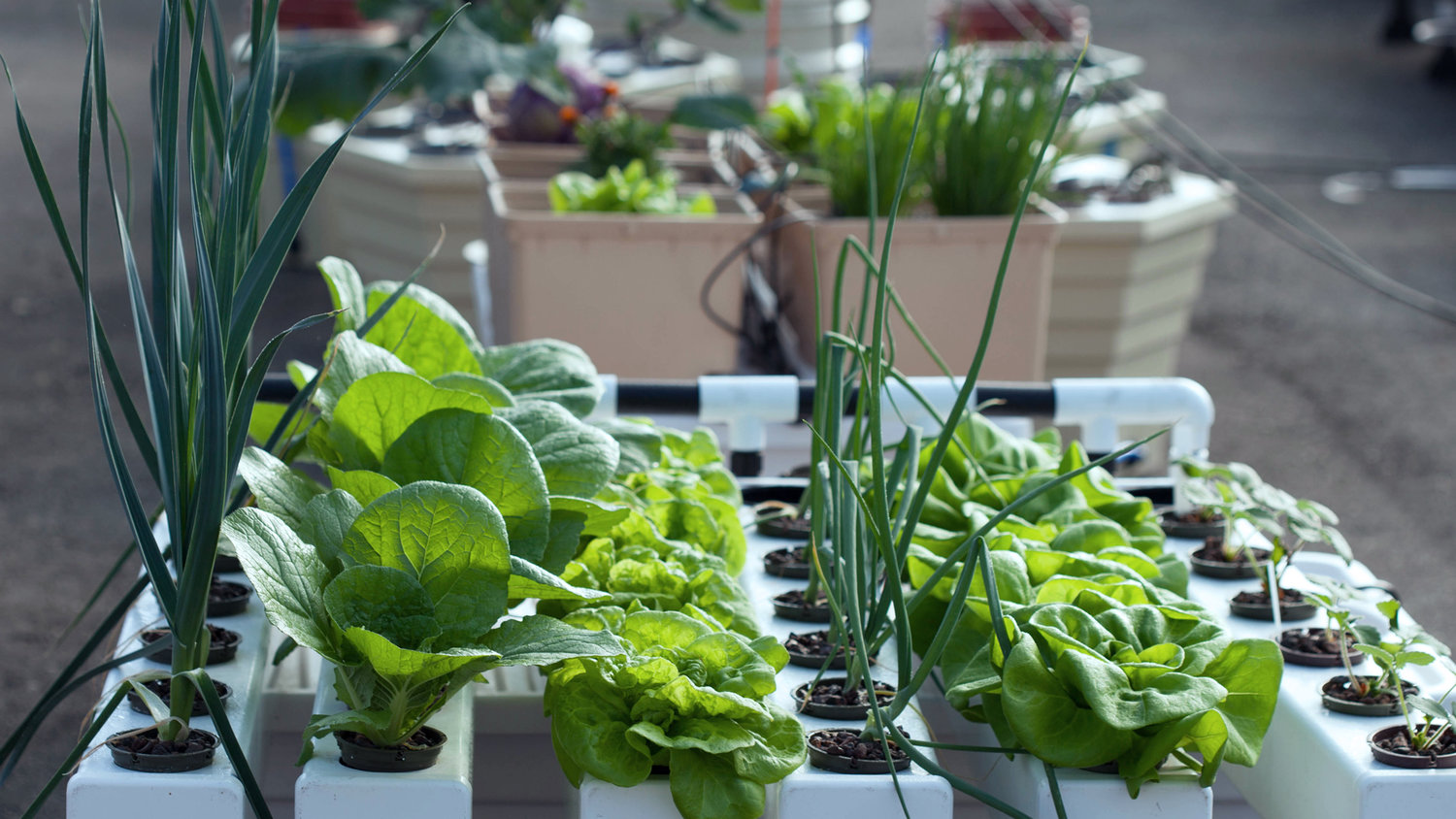 How to make a hydroponics system
