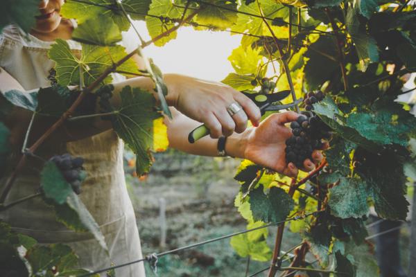 How to prune a grape vine