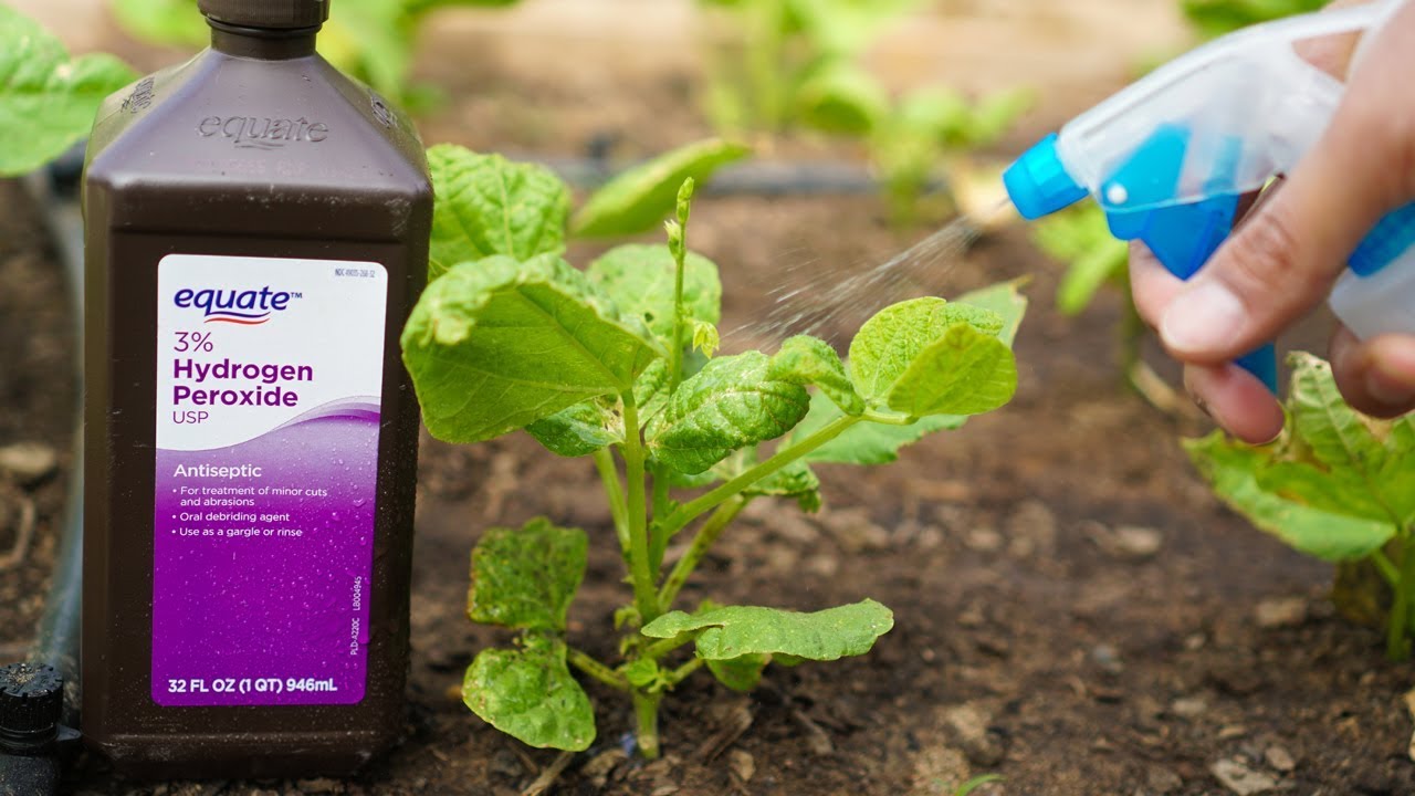 Uses of hydrogen peroxide in the garden