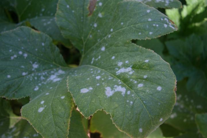 How to get rid of fungus on plant leaves