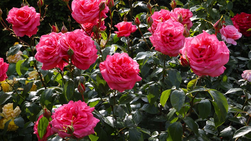 healthy roses