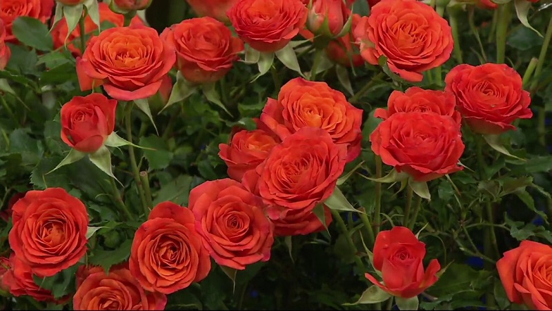 Types of Roses