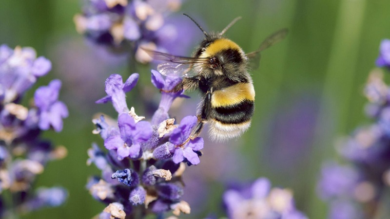 Create a garden for bees
