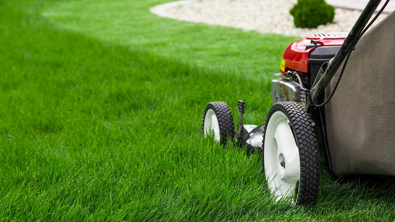 How to better maintain your lawn