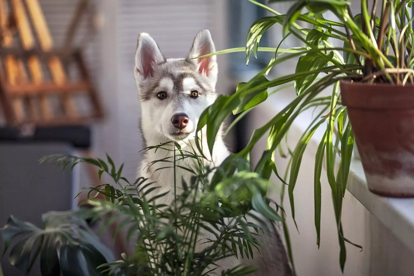 5 Common Houseplants That Are Harmful to Dogs