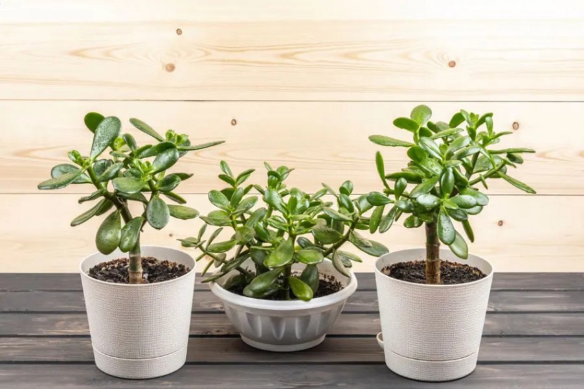How to Care for a Jade Plant bloom