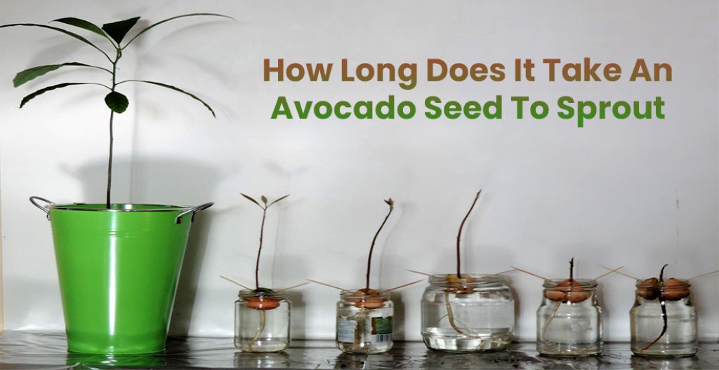 Why is my avocado seed taking so long to sprout?