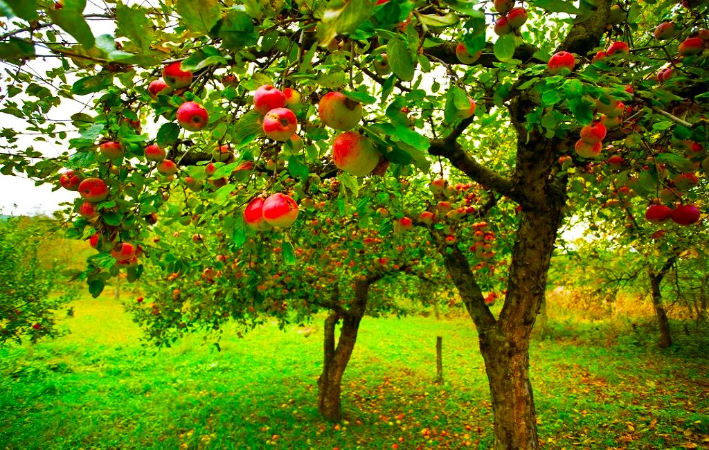From Sapling to Orchard: Navigating Apple Tree Sales in the UK